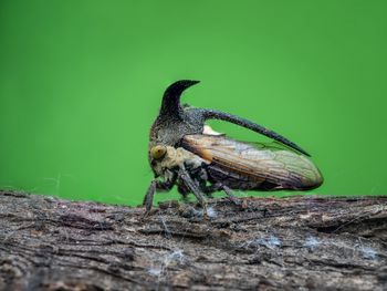 Close-up of insect on wood