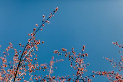 Low angle view of flower tree against blue sky