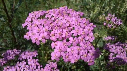 Close-up of pink flowers