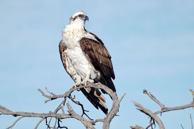 Low angle view of eagle perching on branch