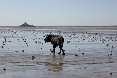 Dog labrador drinking water on beach