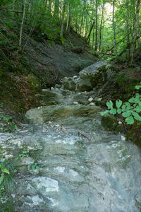 Stream flowing through rocks in forest