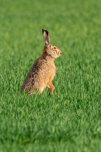 Brown hare in the green field in spring. close up.