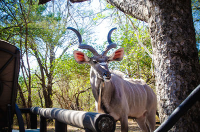 View of deer on tree trunk