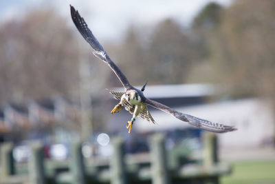 Close-up of bird flying