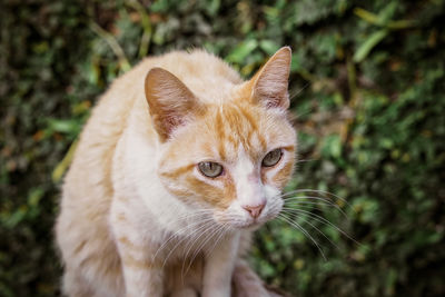 Close-up portrait of a cat looking away