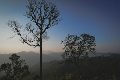 Silhouette tree on mountain against sky