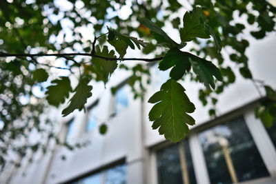Low angle view of leaves on tree against sky
