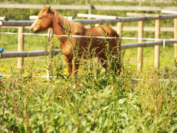 A nice adult brown horse in the greenery by a sunny day. side of the shooted near solid enclosure