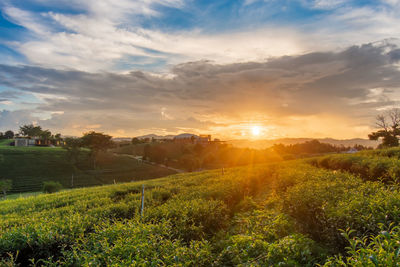 Scenic view of agricultural field against sky during sunset