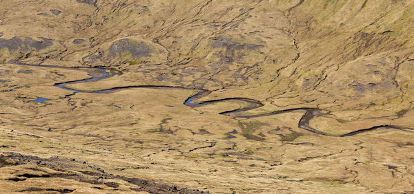 High angle view of lizard on a land