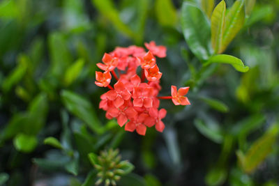 Close-up of orange flowering plant