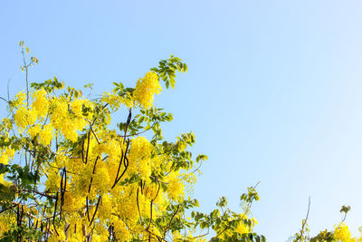 Low angle view of flowering plants against clear sky