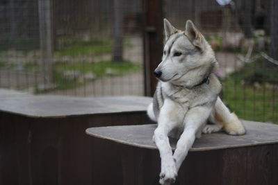 Dog looking away while sitting on wood