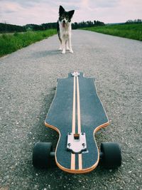 Dog looking at skateboard on road