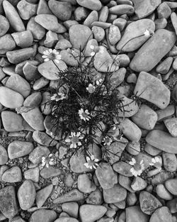 Full frame shot of pebbles