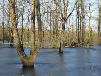 Scenic view of lake against trees