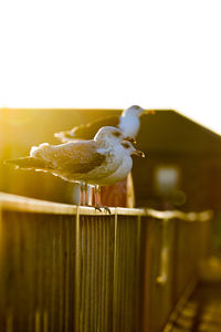 Close-up of bird perching on wooden fence against clear sky