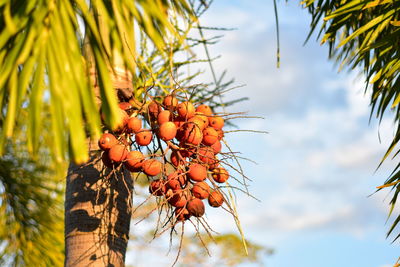 Low angle view of orange tree against sky