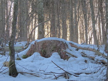 Bare trees in forest during winter