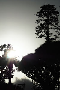 Low angle view of silhouette trees against sky during sunset