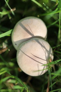 Close-up of mushroom growing on field