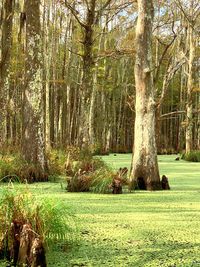 Trees growing in forest