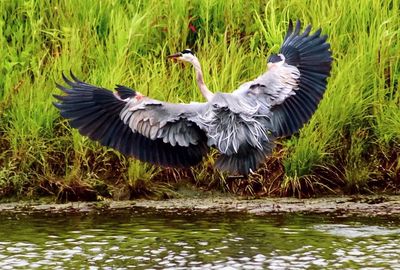 View of birds in lake