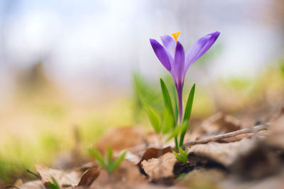 Close-up of purple crocus flowers on field