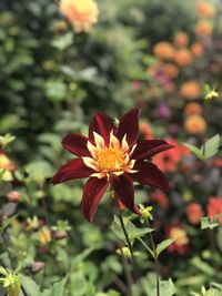 Close-up of orange flower