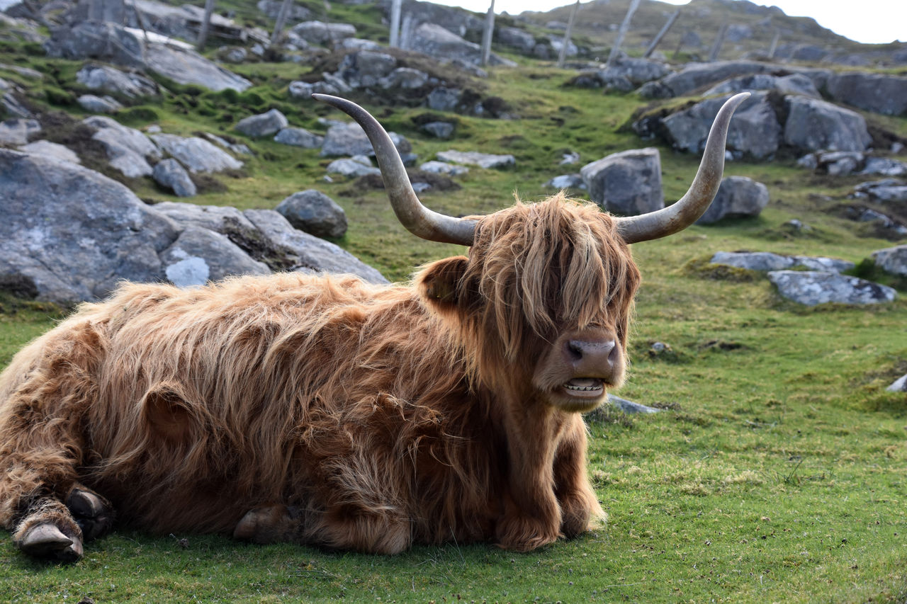 mammal, animal themes, animal, domestic animals, highland cattle, livestock, horned, pet, animal hair, land, cattle, wildlife, nature, grass, one animal, animal wildlife, field, domestic cattle, plant, brown, mountain, no people, landscape, environment, rock, day, beauty in nature, pasture, agriculture, outdoors, horn, muskox, cow, relaxation, wilderness, grazing, herbivorous
