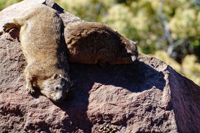 Close-up of lizard on rock