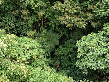Plants growing on tree