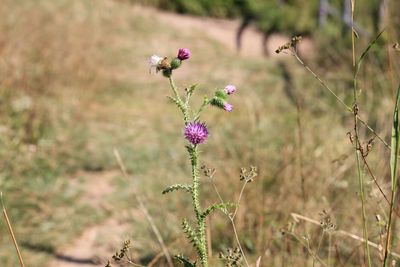 Close-up of pink flowering plant on field