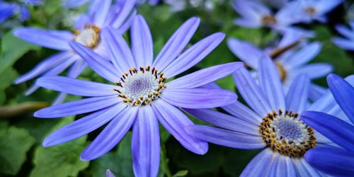 Close-up of purple blue flower