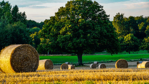 Hay bales on field against sky