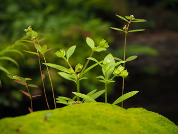 Close-up of small plant growing on field