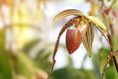 Exotic paphiopedilum prince edward of york orchid flower with natural background