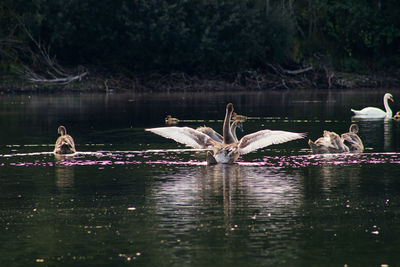 View of swan swimming in lake