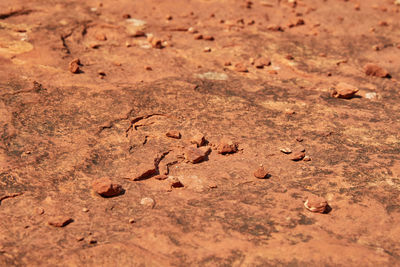 Close-up of lizard