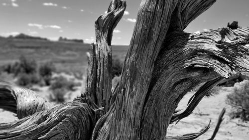 Close-up of lizard on tree trunk