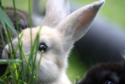 Close-up of a rabbit