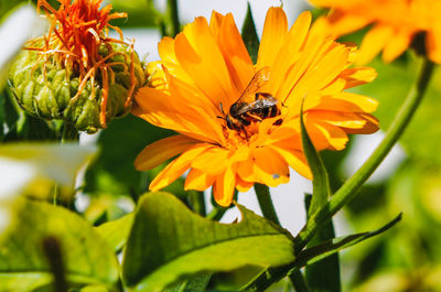 Close-up of bee pollinating on yellow flower