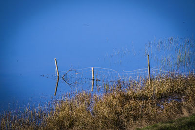 View of plants against clear blue sky