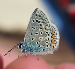 Close-up of butterfly