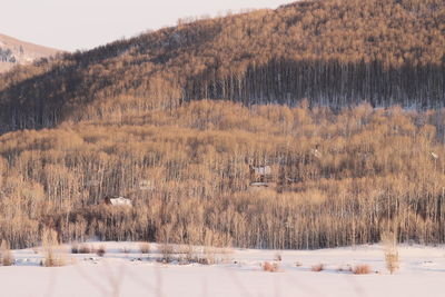 Trees on field in forest during winter