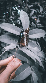 Close-up of butterfly on hand