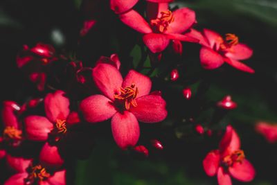 Close-up of pink flowering plant