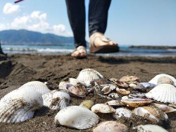 Close-up of shells on beach