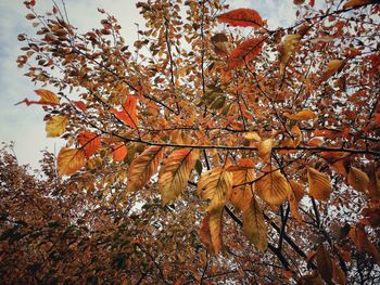 Low angle view of tree against sky during autumn